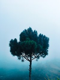 Sitting & Standing Mindfulness. Tree Photo by Nashrodin Aratuc from Pexels